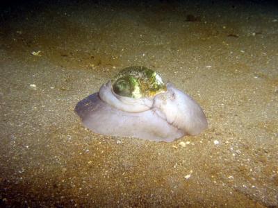 Moon Snail