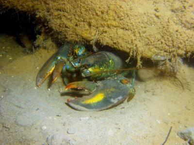 Little lobster under a rock