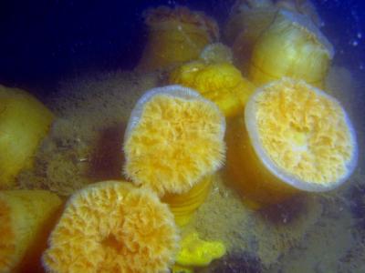 A gang of anemones