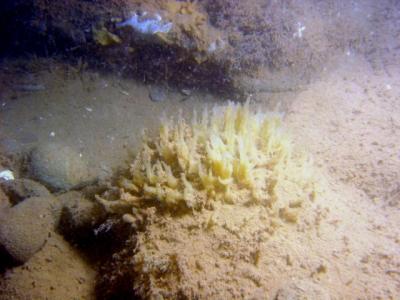 Can anyone identify this sponge/spongey thing?