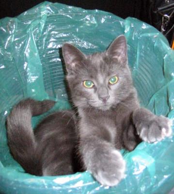 Gus - in a garbage can!!!