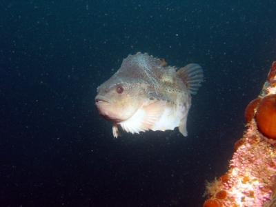 Did I mention I love lumpfish?