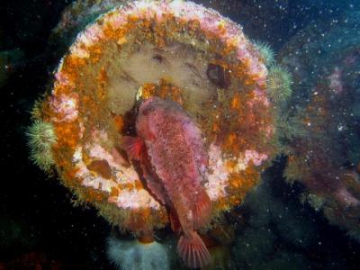 Daddy Lumpfish with his eggs (in the winch)