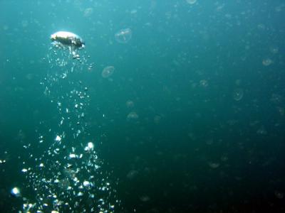 A sea full of tiny jellyfish (and some bubbles)