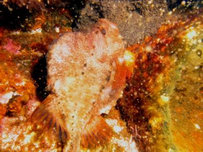The rabid lumpfish