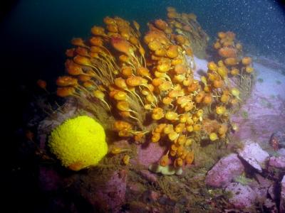Sea Potatoes and sponge