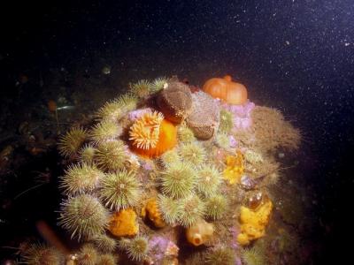 Cucumber, boob and urchins on a rock