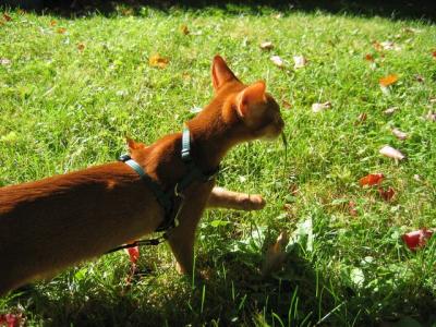 Clancy's first encounter with a dandelion