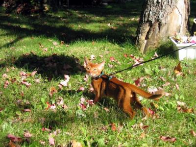 He's enjoying the outdoors, but not his leash!!!