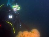 Stephanie looking at an anemone