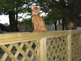 Just hangin' out on the railing!!