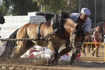 Tiro y arrastre Alcacer 2005