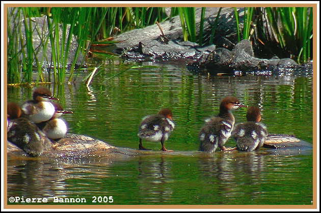 Canetons de Harle hupp (LaSalle, 7juillet 2005)