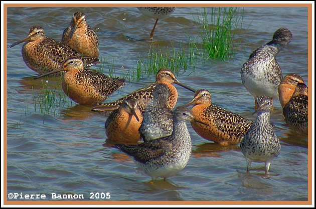 Bcassin roux (Sainte-Martine, 10 juillet 2005)