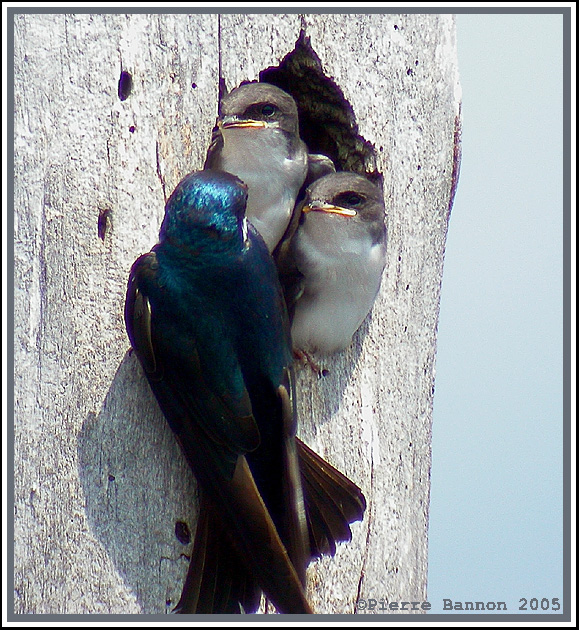 Hirondelle bicolore (Saint-Timothe, 16 juillet 2005)