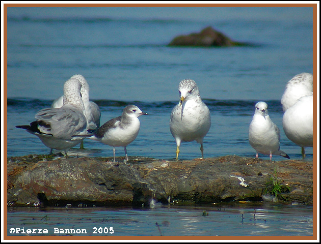 Photo de famille (Sainte-Catherine, 19 sept 2005)