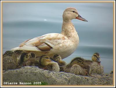 Canard colvert leucistique (Sainte-Catherine, 9 juin 2005)