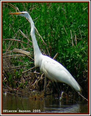 Grande Aigrette (Sainte-Catherine, 5 juin 2005)