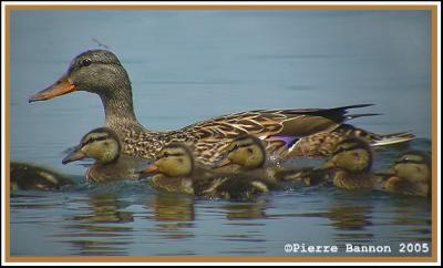 Canard colvert (Sainte-Catherine, 5 juin 2005)