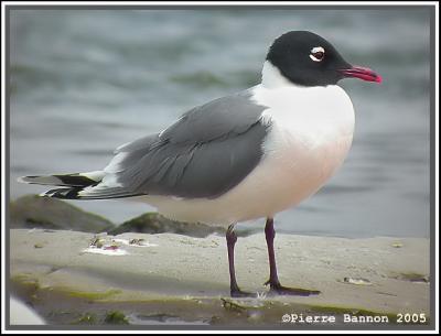 Mouette de Franklin (Sainte-Catherine, 13 juin 2005)