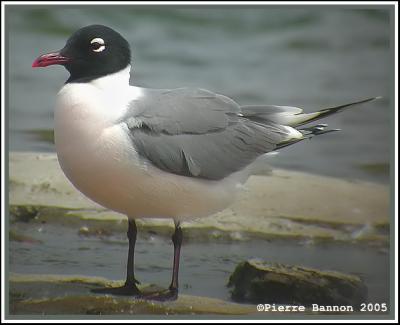 Mouette de Franklin (Sainte-Catherine, 13 juin 2005)