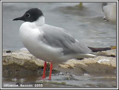 Mouette de Bonaparte (Sainte-Catherine, 13 juin 2005)