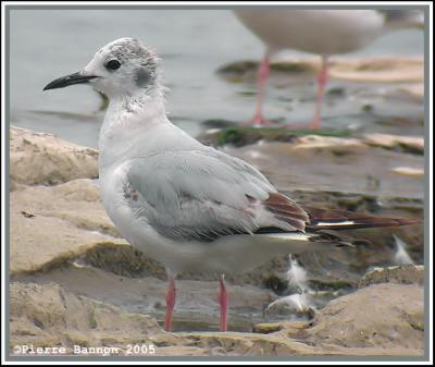 Mouette de Bonaparte (Sainte-Catherine, 13 juin 2005)