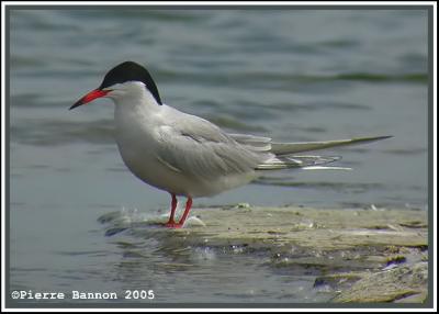 Sterne pierregarin (Sainte-Catherine, 13 juin 2005)