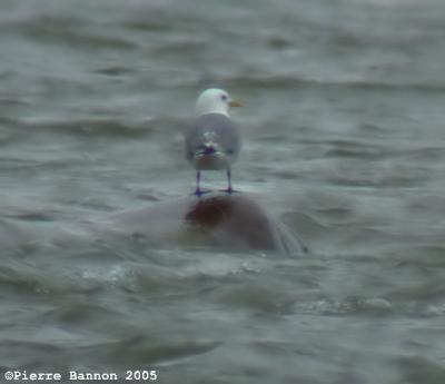 Mouette tridactyle ad. (Sainte-Catherine 18juin 2005)