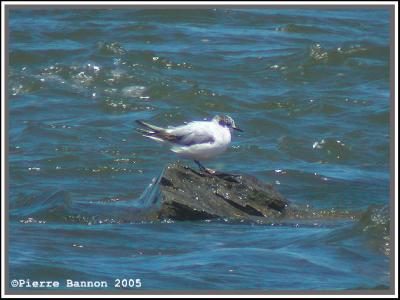 Mouette pygmée 1er été (Sainte-Catherine 19 juin 2005)