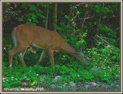 Cerf de Virginie (Parc du Mont-Tremblant, 20 juin 2005)