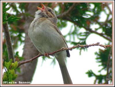 Bruant des plaines (Godmanchester, 24 juin 2005)