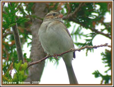 Bruant des plaines (Godmanchester, 24 juin 2005)