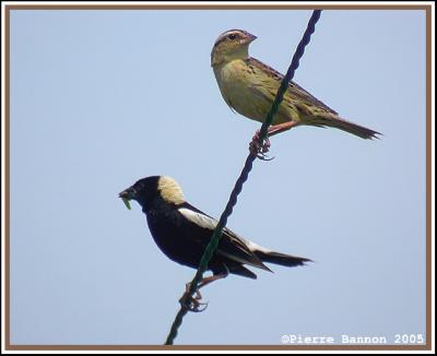 Couple de Goglu des prés (Elgin, 24 juin 2005)