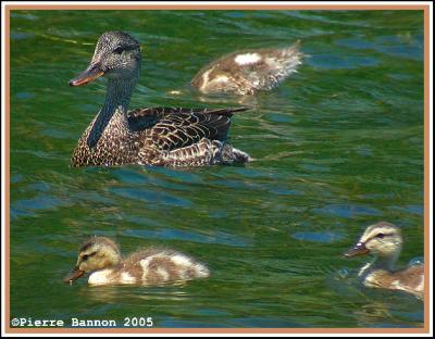 Canard chipeau (femelle + canetons) (LaSalle, 7juillet 2005)