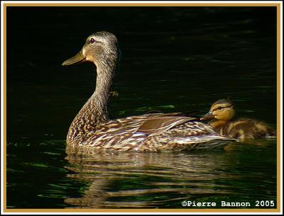 Canard colvert et son caneton (LaSalle, 7juillet 2005)