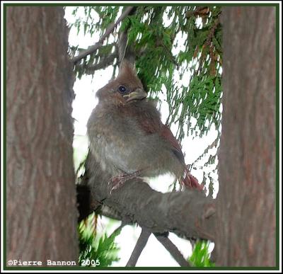 Jeune Cardinal rouge (Côte-Saint-Paul, Montréal, 8 juillet 2005)