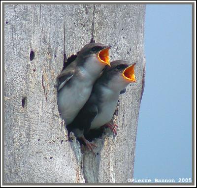 Hirondelle bicolore (Saint-Timothée, 16 juillet 2005)