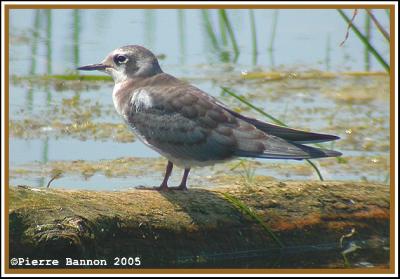 Guifette noire (Saint-Timothée, 16 juillet 2005)