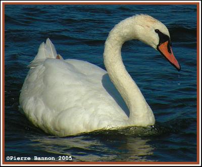 Cygne tuberculé (Verdun, 23 juillet 2005)