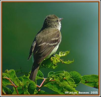 Moucherolle des saules (Beauharnois, 30 juillet 2005)