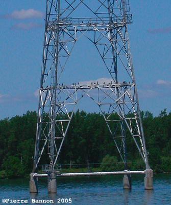 Cormorandière sur pylone électrique, canal de Beauharnois, Saint-Timothée, 6 août 2005