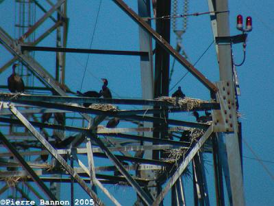 Cormorandière sur pylone électrique, canal de Beauharnois, Saint-Timothée, 6 août 2005