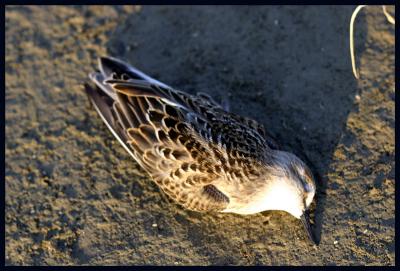 Massacre à la Pointe Yamachiche, 8 août 2005