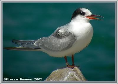 Sterne pierregarin (Beauharnois, 15 août 2005)