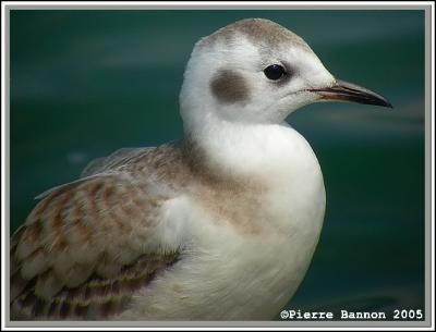 Mouette de Bonaparte (Beauharnois, 15 août 2005)
