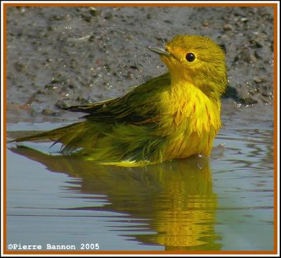 Paruline jaune (Ile des Soeurs, 19 août 2005)