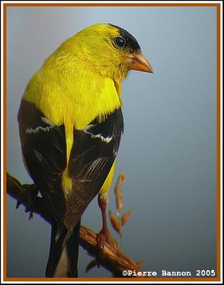 Chardonneret jaune (MBO, 21 août 2005)