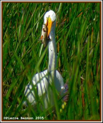 Grande Aigrette (Maple Grove, 21 août 2005)