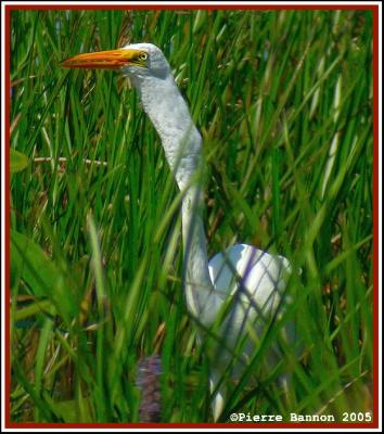 Grande Aigrette (Maple Grove, 21 août 2005)